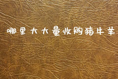 哪里大大量收购猪牛羊_https://m.letulww.com_期货开户保证金_第1张